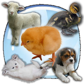 Baby Animals Sound Quiz! icon