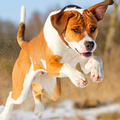 Amazing Dog Jigsaw Puzzles2 icon