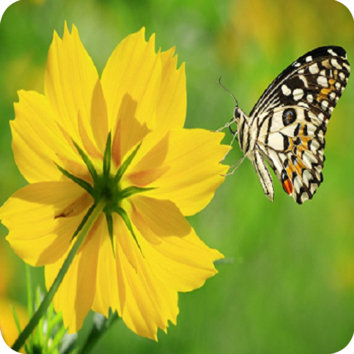 Flores y Mariposas icon