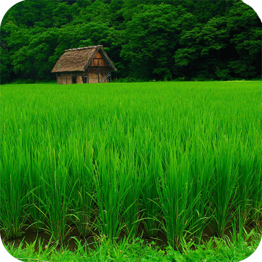 Agriculture Full HD Wallpaper icon