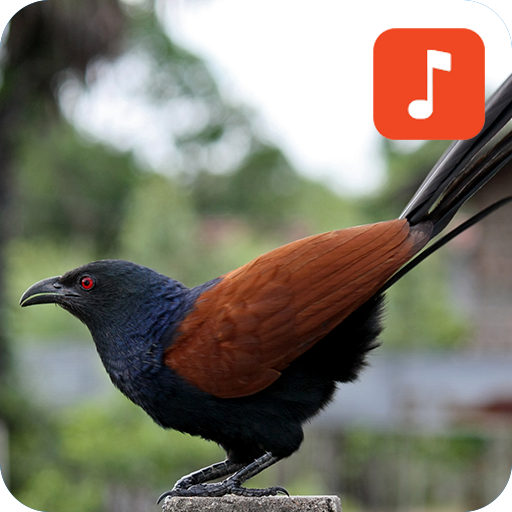 เสียงนกกะปูดต่อ ตัวใหม่ icon