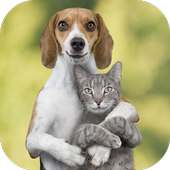 Funny & Interesting: Animal Sounds