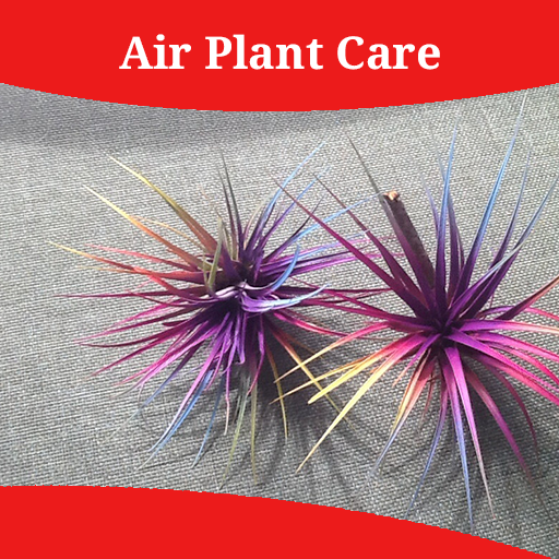Air Plant Care icon