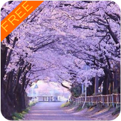 Japan Sakura Wallpaper icon