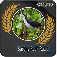 Suara Burung Ruak Ruak Pemikat Mp3