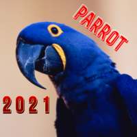 Talking Parrot videos 2021