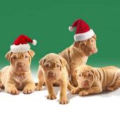 Christmas Dogs Cats wallpaper icon