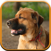 Dog Sounds for Kids icon