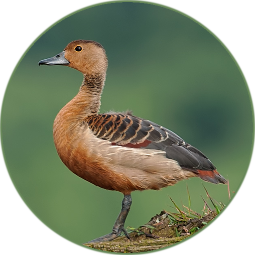 Anatidae Sound icon