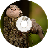 Birds Sounds and Ringtones icon