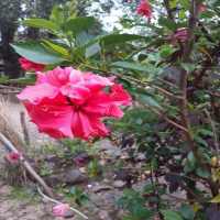 Amharic grade 10 biology on 9Apps