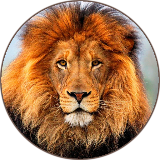 Lion Roaring Sounds icon