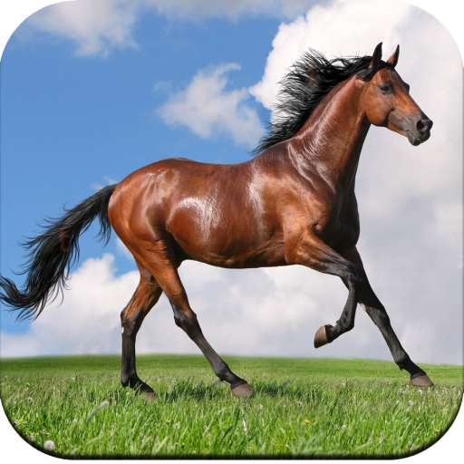 Horse Wallpaper HD icon