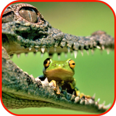 Crocodile wallpaper icon