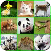 Recover Deleted Pictures on 9Apps