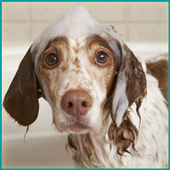 Wash Dogs Game icon