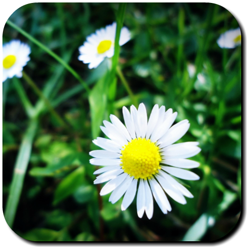 Daisy Wallpapers иконка