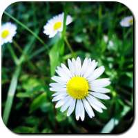 Daisy Wallpapers on 9Apps