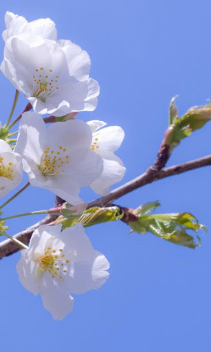 Spring Flowers Live Wallpaper screenshot 15