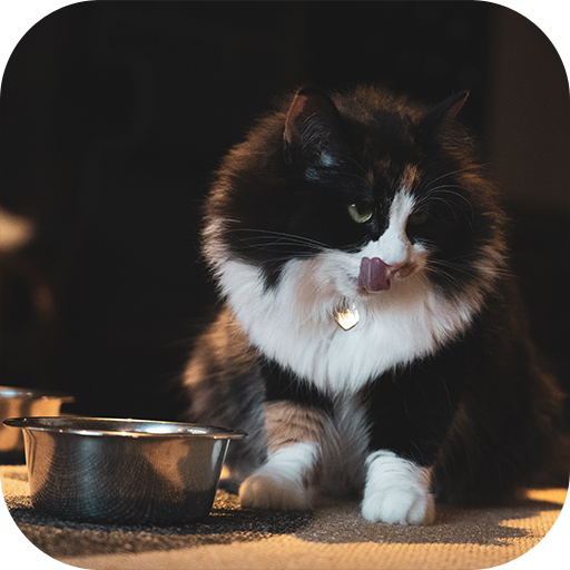 Homemade Cat Food: Homemade Cat Food Recipes icon