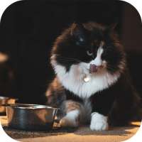 Homemade Cat Food: Homemade Cat Food Recipes