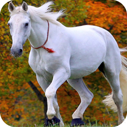 Horse Full HD Wallpaper icon