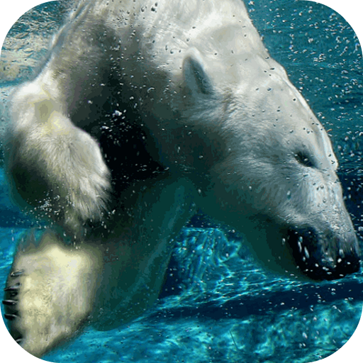 Polar Bear Live Wallpaper icon