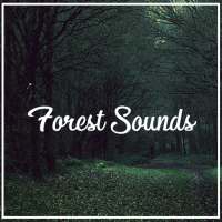 Relax Forest Sounds: Ambient Nature Sounds on 9Apps