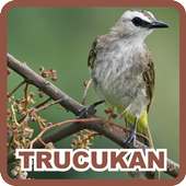 Yellow Vented Bulbul on 9Apps