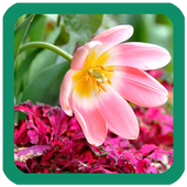Pink Flowers Wallpaper icon