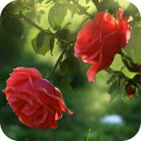 Red Rose Flower Live Wallpaper