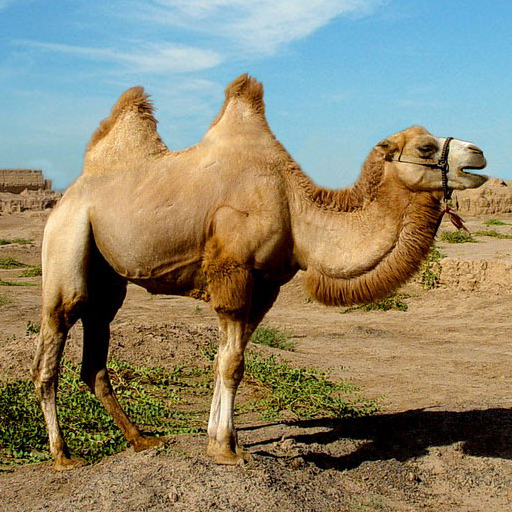 Camels Jigsaw Puzzles icon