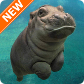 Hippo Wallpapers HD icon