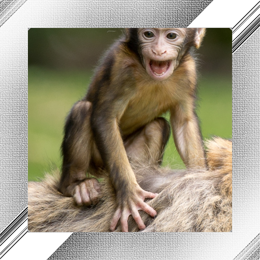 Monkey Photo Frames icon