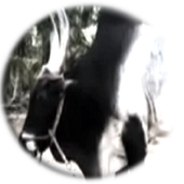 JallikattuTamila icon