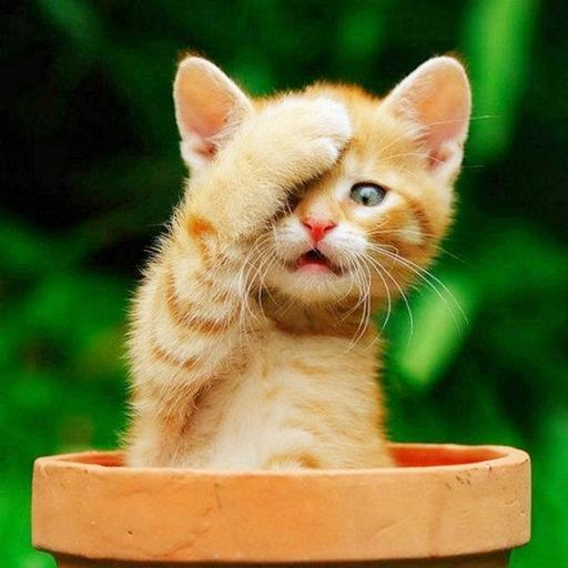 Wallpaper Kucing Lucu dan Imut icon