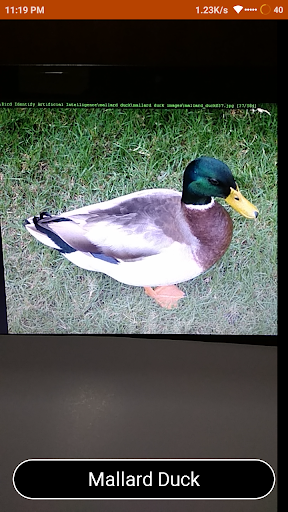 Bird Identify : Artificial Intelligence screenshot 4