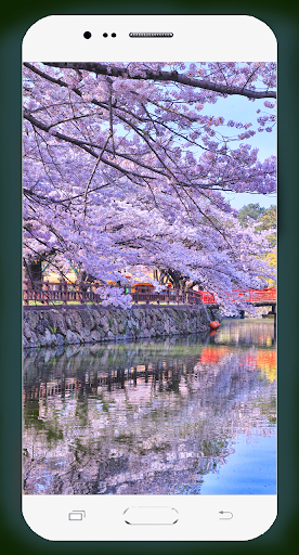 Sakura Wallpaper HD screenshot 12