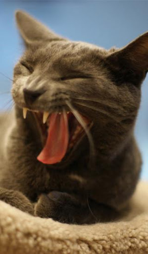 Cat HD Wallpaper screenshot 5