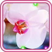 Orchid Love live wallpaper icon