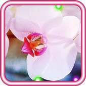 Orchid Love live wallpaper