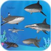 Sharks AR SeaWorld Ancol on 9Apps