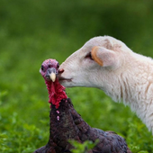 Farm Animals Free Jigsaw Puzzle Game icon