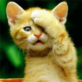 Cat Wallpaper HD on 9Apps