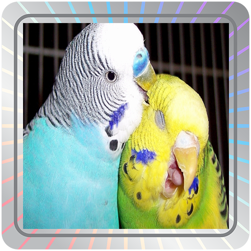 Budgie Wallpapers icon