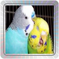 Budgie Wallpapers on 9Apps