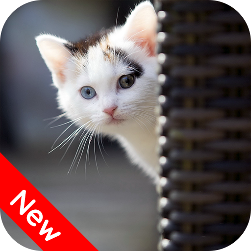 Cat Wallpapers HD icon