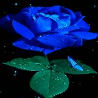 Magical Blue Butterfly LWP on 9Apps