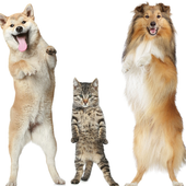 Dogs And Cats Jigsaw Puzzles Game icon