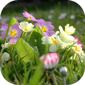Spring live wallpaper icon